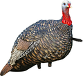 Avian X Quarter Strut Jake Turkey Decoy