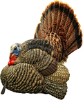 Avian X Strutter Turkey Decoy