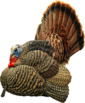 Avian X Strutter Turkey Decoy